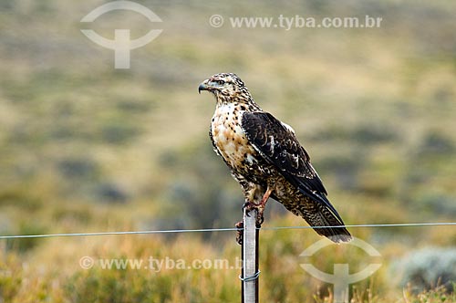  Subject: Young Black-chested Buzzard-eagle (Geranoaetus melanoleucus) / Place: El Chalten city - Argentina - South America / Date: 02/2010 