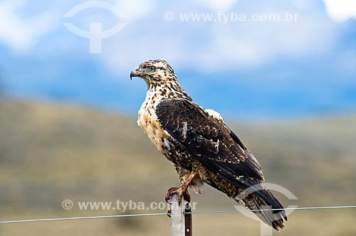  Subject: Young Black-chested Buzzard-eagle (Geranoaetus melanoleucus) / Place: El Chalten city - Argentina - South America / Date: 02/2010 