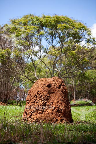  Subject: Termite nest / Place: Brumadinho city - Minas Gerais state (MG) - Brazil / Date: 11/2011 