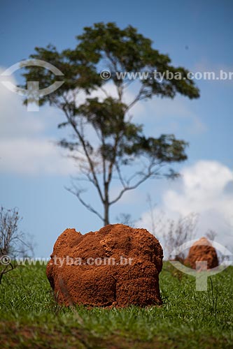  Subject: Termite nest / Place: Brumadinho city - Minas Gerais state (MG) - Brazil / Date: 11/2011 