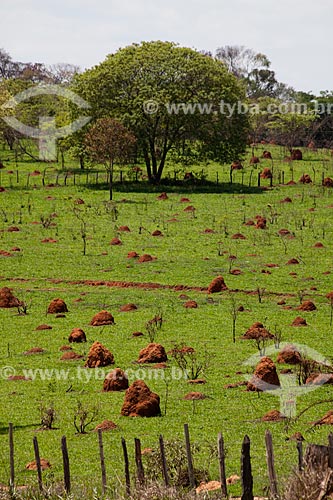  Subject: Termite nests / Place: Brumadinho city - Minas Gerais state (MG) - Brazil / Date: 11/2011 