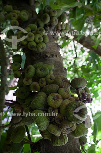  Subject:  Elephant Ear Fig (Ficus auriculata lour) - Inhotim - Institute of Contemporary Art and Botanical Garden / Place: Brumadinho city - Minas Gerais state (MG) - Brazil / Date: 11/2011 