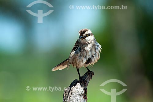  Subject: Chalk-browed Mockingbird (Mimus saturninus) / Place: Corumba city - Mato Grosso do Sul state (MS) - Brazil / Date: 10/2010 