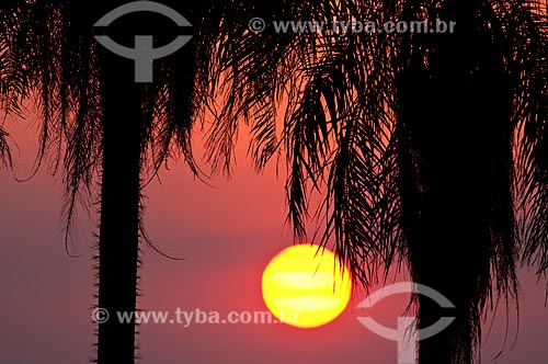 Subject: Macauba Palm, also called Bocaiuva (Acrocomia aculeata) at sunset / Place: Bonito city - Mato Grosso do Sul state (MS) - Brazil / Date: 10/2010 