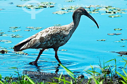  Subject: Plumbeous Ibis (Theristicus caerulescens) / Place: Corumba city - Mato Grosso do Sul state (MS) - Brazil / Date: 10/2010 