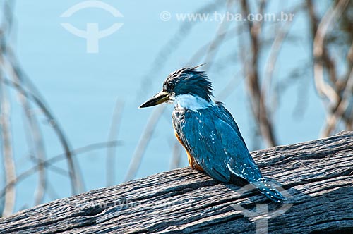  Subject: Ringed Kingfisher (Megaceryle torquata) / Place: Corumba city - Mato Grosso do Sul state (MS) - Brazil / Date: 10/2010 