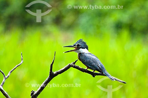  Subject: Ringed Kingfisher (Megaceryle torquata) / Place: Corumba city - Mato Grosso do Sul state (MS) - Brazil / Date: 10/2010 