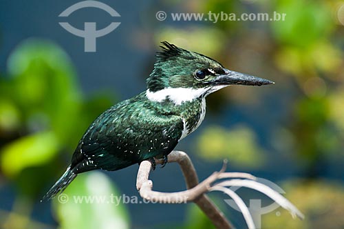 Subject: Amazon Kingfisher (Chloroceryle amazona) / Place: Corumba city - Mato Grosso do Sul state (MS) - Brazil / Date: 10/2010 