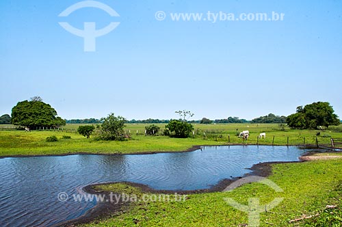  Cattle in the field flooded with capao in the background  - Corumba city - Mato Grosso do Sul state (MS) - Brazil