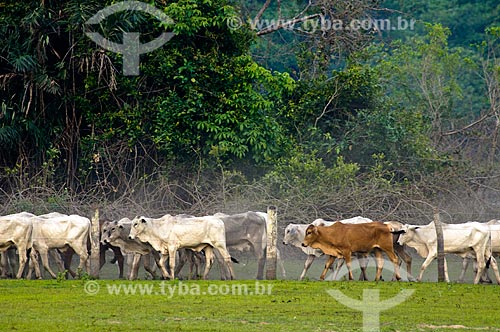  Cattle in the field flooded with capao in the background  - Corumba city - Mato Grosso do Sul state (MS) - Brazil