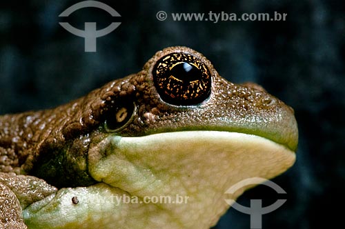  Subject: Tree Frog (Family Hylidae) / Place: Corumba city - Mato Grosso do Sul state (MS) - Brazil / Date: 10/2010 