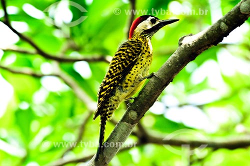  Subject: Green-barred Woodpecker (Colaptes melanochloros) / Place: Corumba city - Mato Grosso do Sul state (MS) - Brazil / Date: 10/2010 
