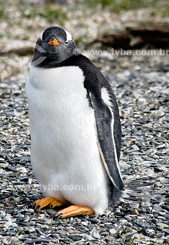  Subject: Gentoo Penguin or Papua Penguin (Pygoscelis papua) on Beagle channel / Place: Patagonia - Argentina - South America / Date: 02/2010 