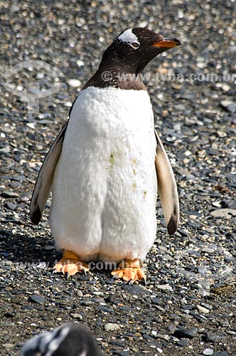  Subject: Gentoo Penguin or Papua Penguin (Pygoscelis papua) on Beagle channel / Place: Patagonia - Argentina - South America / Date: 02/2010 