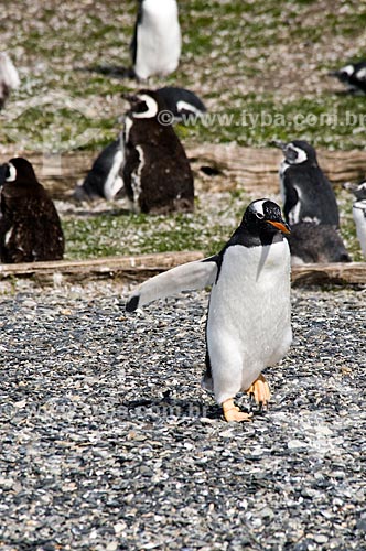  Subject: Penguins at beach on Beagle channel / Place: Patagonia - Argentina - South America / Date: 02/2010 