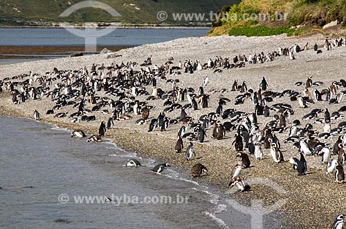  Subject: Penguins at beach on Beagle channel / Place: Patagonia - Argentina - South America / Date: 02/2010 
