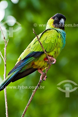  Subject: Nanday Parakeet (Aratinga nenday) / Place: Corumba city - Mato Grosso do Sul state (MS) - Brazil / Date: 10/2010 