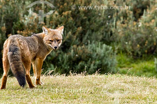  Subject: Fox - Tierra del Fuego National Park / Place: Patagonia - Argentina - South America / Date: 02/2010 