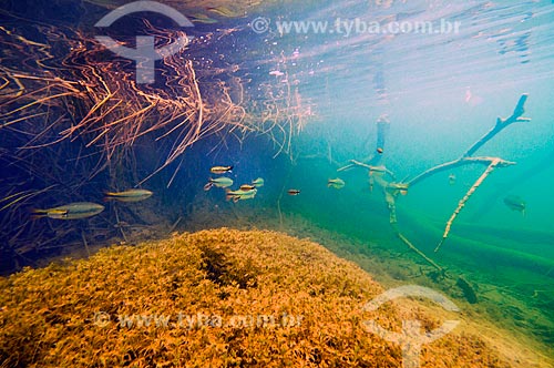  Subject: Brycon fish shoal on Formoso River / Place: Bonito city - Mato Grosso do Sul state (MS) - Brazil / Date: 10/2010 