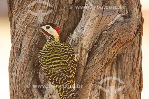  Subject: Woodpecker eating insect in the tree / Place: Dom Inocencio city - Piaui state (PI) - Brazil / Date: 10/2009 