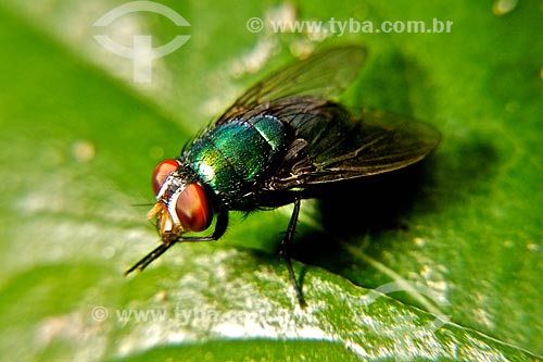  Subject: Fly on top of a sheet / Place: Teresina city - Piaui state (PI) - Brazil / Date: 04/2010 