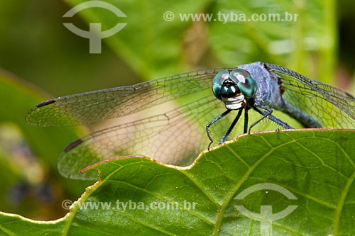  Subject: View of a dragonfly / Place: Teresina city - Piaui state (PI) - Brazil / Date: 08/2011 