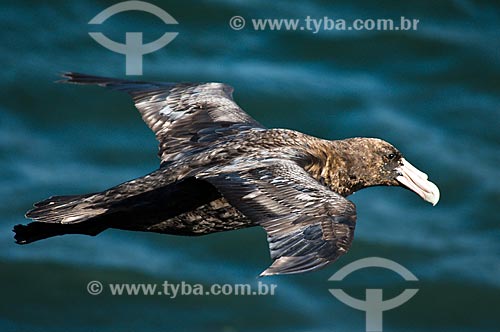  Subject: View of the Southern Giant Petrel  / Place: Ushuaia city - Tierra del Fuego Province - Argentina - South America  / Date: 02/2010 