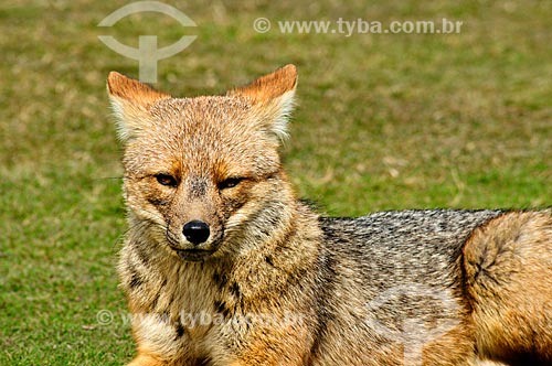  Subject: View of a gray fox in the Tierra del Fuego National Park / Place: Ushuaia city - Tierra del Fuego Province - Argentina - South America  / Date: 02/2010 