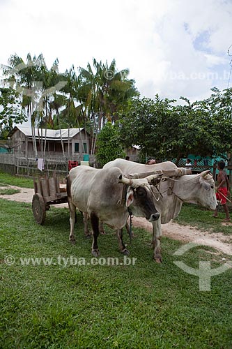  Subject: Ox cart - Cazumba Extractive Reserve / Place: Sena Madureira city - Acre state (AC) - Brazil / Date: 11/2011 