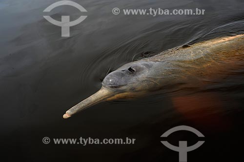  Subject: Dolphin-color-pink or red dolphin - (Inia geoffrensis) / Place: Novo Airão city - Amazonas state (AM) - Brazil / Date: 11/2010 