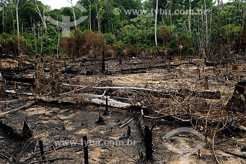  Subject: Burned of Forest on the edge of Highway AM-352 / Place: Novo Airão city - Amazonas state (AM) - Brazil / Date: 11/2010 