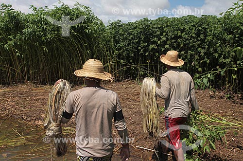  Subject: Harvest of Jute / Place: Manacapuru city - Amazonas state (AM) - Brazil / Date: 01/2012 