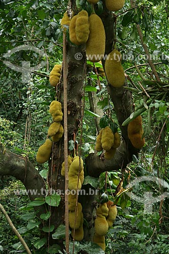  Subject: Jackfruit on Tijuca Forest / Place: Tijuca neighborhood - Rio de Janeiro city - Rio de Janeiro state (RJ) - Brazil / Date: 01/2012 