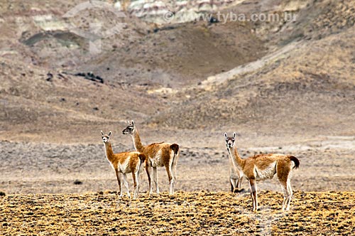  Subject: Group of Guanacos / Place: Argentina - South America / Date: 02/2010 