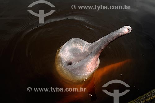  Subject: Pink Dolphin or Red Dolphin  -(Inia geoffrensis) / Place: Novo Airao city - Amazonas state (AM) - Brazil / Date: 11/2010 
