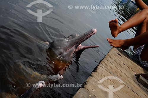  Subject: People playing with Pink Dolphin or Red Dolphin - (Inia geoffrensis) / Place: Novo Airao city - Amazonas state (AM) - Brazil / Date: 11/2010 