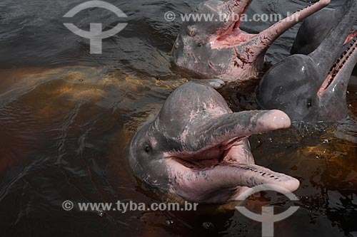  Subject: Pink Dolphin or Red Dolphin  -(Inia geoffrensis) / Place: Novo Airao city - Amazonas state (AM) - Brazil / Date: 11/2010 