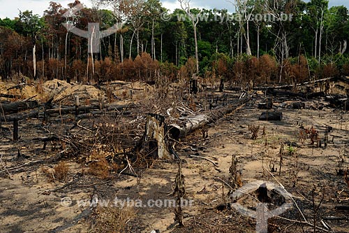  Subject: Burned of Forest on the edge of Highway AM-352 / Place: Novo Airao city - Amazonas state (AM) - Brazil / Date: 11/2010 