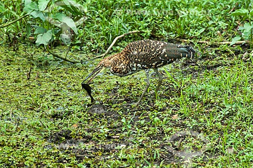  Subject: View of Rufescent tiger-heron feeding of fish - Ciconiiforme bird of the family Ardeidae / Place: Corumba city - Mato Grosso do Sul state (MS) - Brazil / Date: 10/2010 