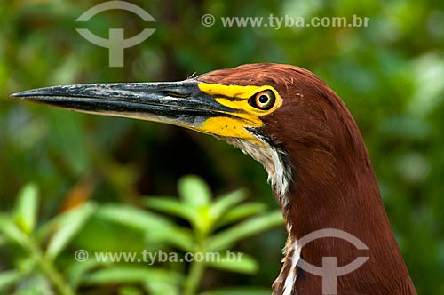  Subject: Rufescent tiger-heron - Ciconiiforme bird of the family Ardeidae / Place: Corumba city - Mato Grosso do Sul state (MS) - Brazil / Date: 10/2010 