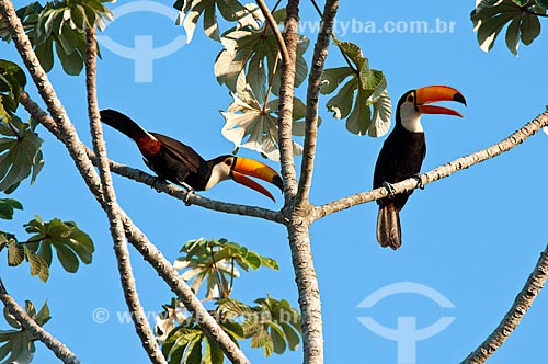  Subject: Couple of Toco Toucans / Place: Corumba city - Mato Grosso do Sul state (MS) - Brazil / Date: 10/2010 