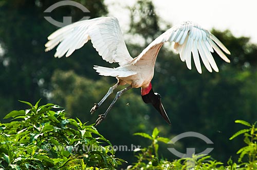  Subject: Jabiru flying - Ciconiiforme bird of the family Ciconiidae / Place: Corumba city - Mato Grosso do Sul state (MS) - Brazil / Date: 10/2010 