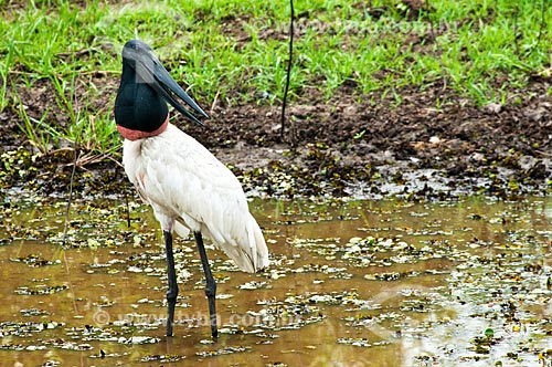  Subject: Jabiru inside of a lagoon - Ciconiiforme bird of the family Ciconiidae / Place: Corumba city - Mato Grosso do Sul state (MS) - Brazil / Date: 10/2010 