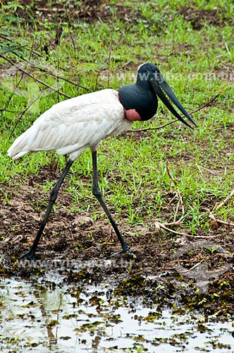  Subject: Jabiru coming out of the lagoon - Ciconiiforme bird of the family Ciconiidae / Place: Corumba city - Mato Grosso do Sul state (MS) - Brazil / Date: 10/2010 