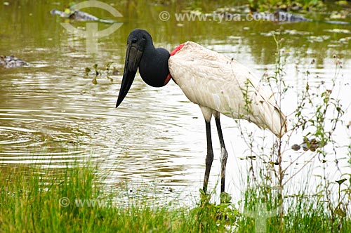  Subject: Jabiru in the foreground with Pantanal Alligators in the background / Place: Corumba city - Mato Grosso do Sul state (MS) - Brazil / Date: 10/2010 