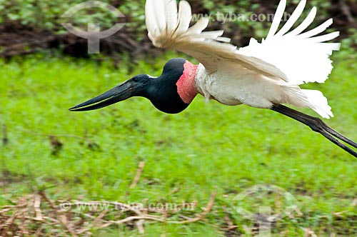  Subject: Jabiru flying - Ciconiiforme bird of the family Ciconiidae / Place: Corumba city - Mato Grosso do Sul state (MS) - Brazil / Date: 10/2010 