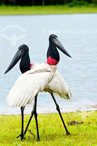  Subject: Couple of Jabiru near a lagoon - Ciconiiforme bird of the family Ciconiidae / Place: Corumba city - Mato Grosso do Sul state (MS) - Brazil / Date: 10/2010 