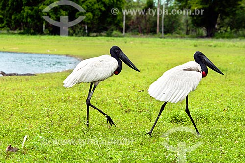  Subject: Couple of Jabiru near a lagoon - Ciconiiforme bird of the family Ciconiidae / Place: Corumba city - Mato Grosso do Sul state (MS) - Brazil / Date: 10/2010 