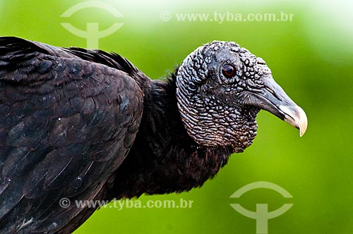  Subject: Black Vulture - Cathartiforme bird of the family Cathartidae / Place: Jardim city - Mato Grosso do Sul state (MS) - Brazil / Date: 10/2010 
