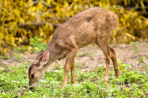  Subject: Puppy of red brocket deer - orphan and adopted by local residents / Place: Corumba city - Mato Grosso do Sul state (MS) - Brazil / Date: 10/2010 